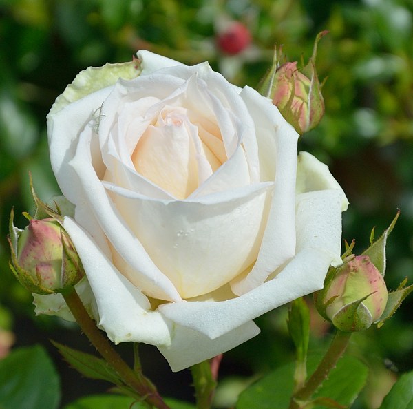 Madame Anisette сорт розы фото саженцы