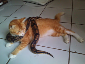 foto persahabatan seekor kucing dengan ular phyton