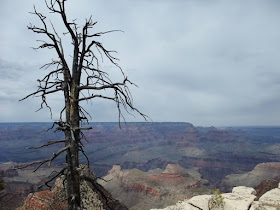 grand canyon, dead tree view, color rocks