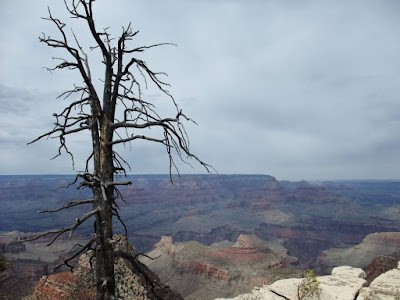 grand canyon, dead tree view, color rocks