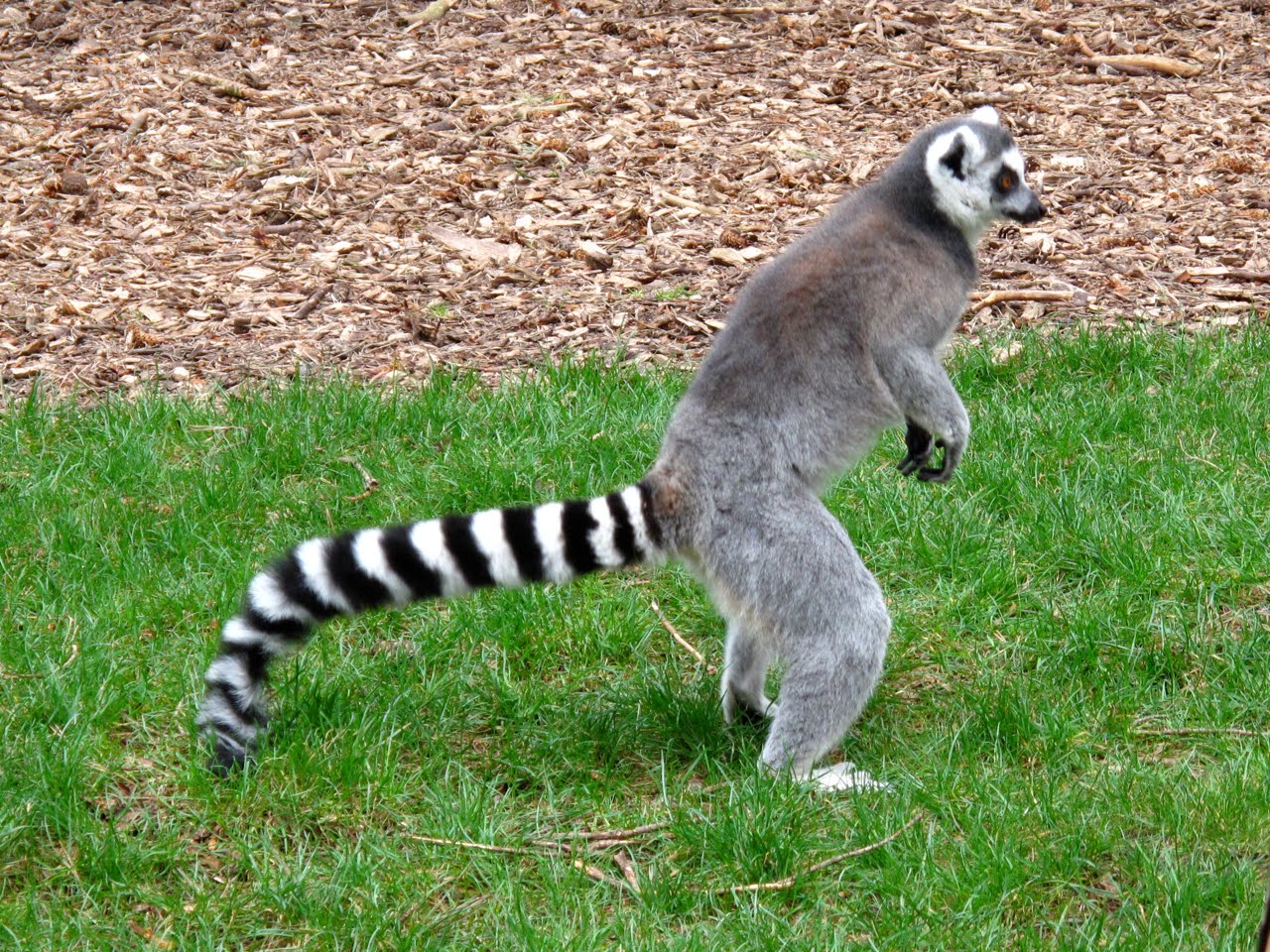  Ring  Tailed  Cat  Amazing Creature Interesting All Facts 