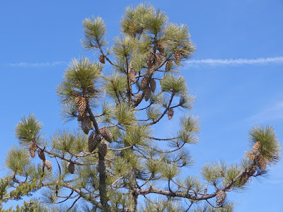 Pinus coulteri - Coulter Pine care and cultivation