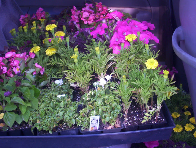 LONA received flowers to help beautify our neighborhood!