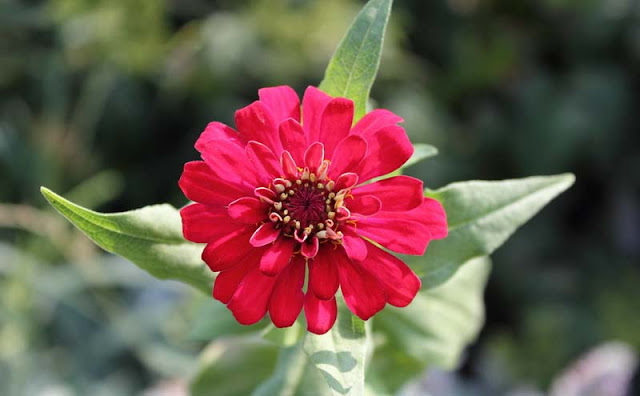 Zinnia Flowers