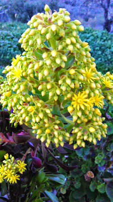 aeonium arboreum