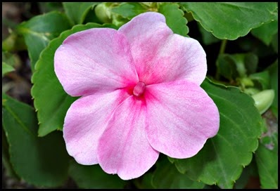 impatiens-walleriana8