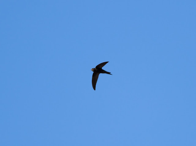 Plain Swift - Playa de las Américas, Tenerife