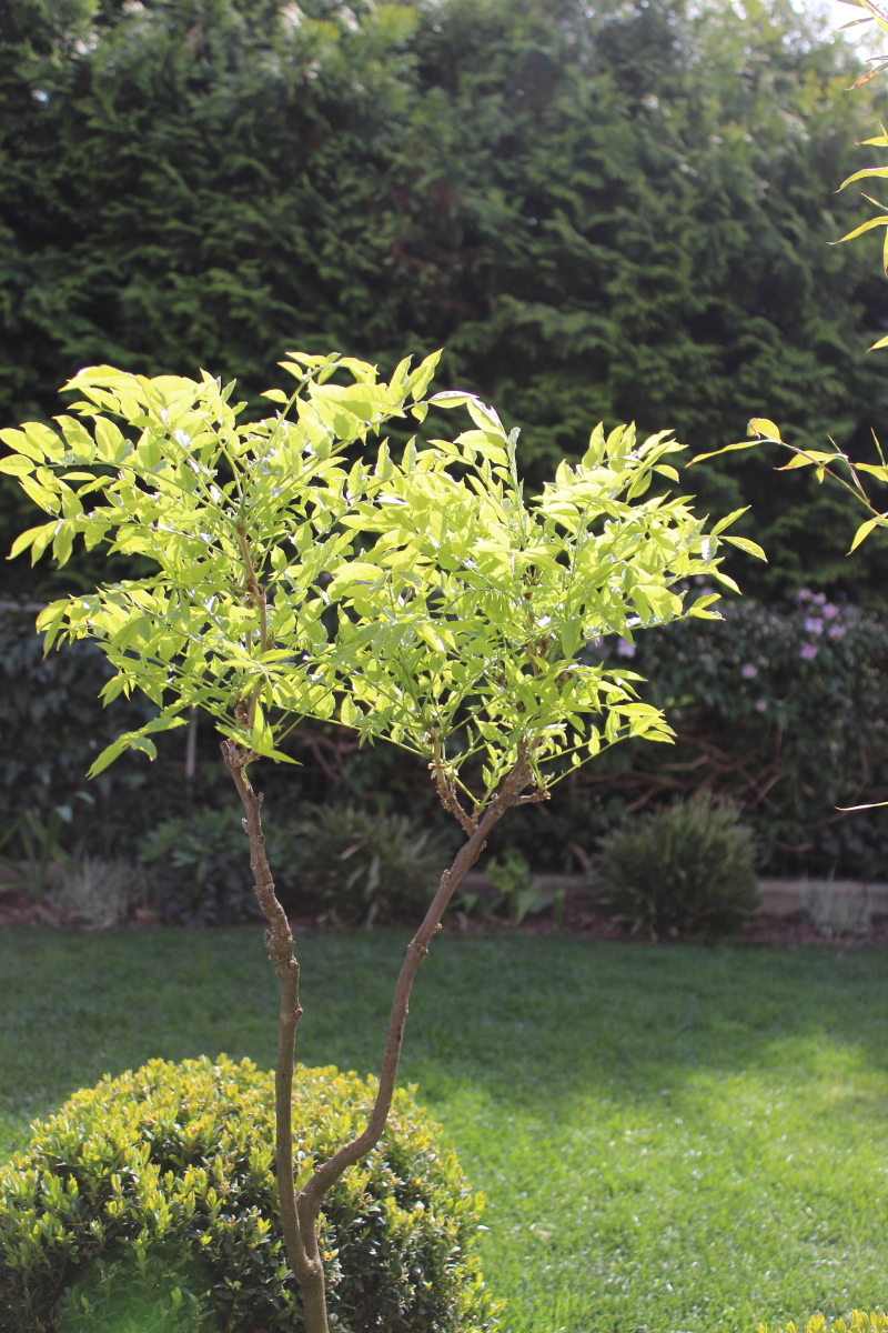 Garten im April bei kebo homing, Forsythie, Buchsbaum Formschnitt, Gräserbeet, Garten im Frühling