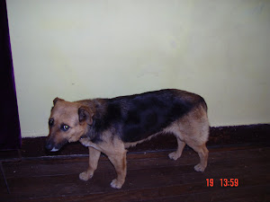 FELICITAS en adopcion responsable! esta es una santa absoluta!