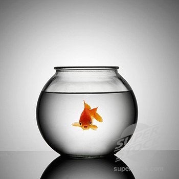 goldfish tank ideas. The Goldfish Tank. pappu