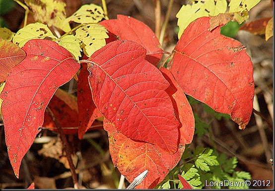 Ross_Lake_Autumn