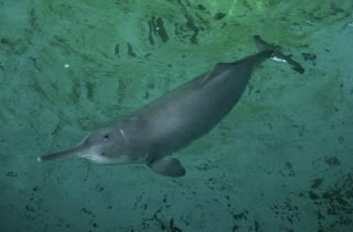 Baiji Dolphin Fun Facts & Images