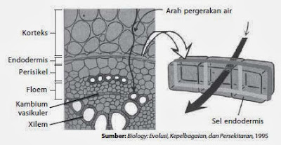 Pergerakan air pada sel endodermis