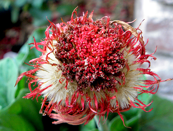 Gerbera Daisy Seed Head with Shriveled Petals