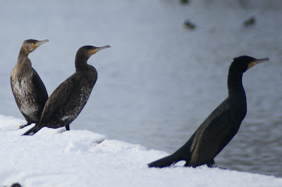 Ielgoes - Aalscholver - Phalacrocorax carbo