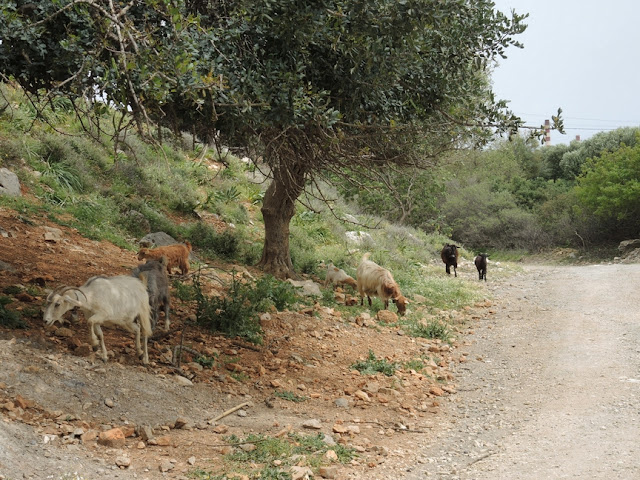 Crete - "almiros" -  walk with goats and other animals