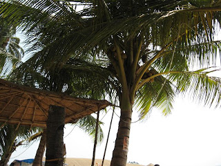 kokosu palmes pliaze palolem goa indija