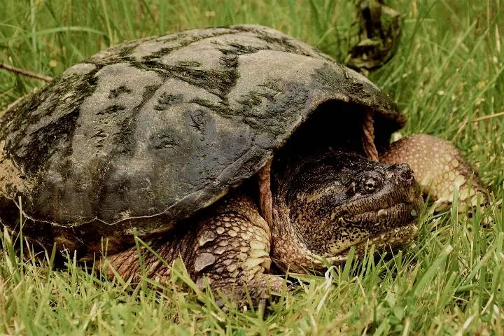 Know about Dangerous Snapping Turtle