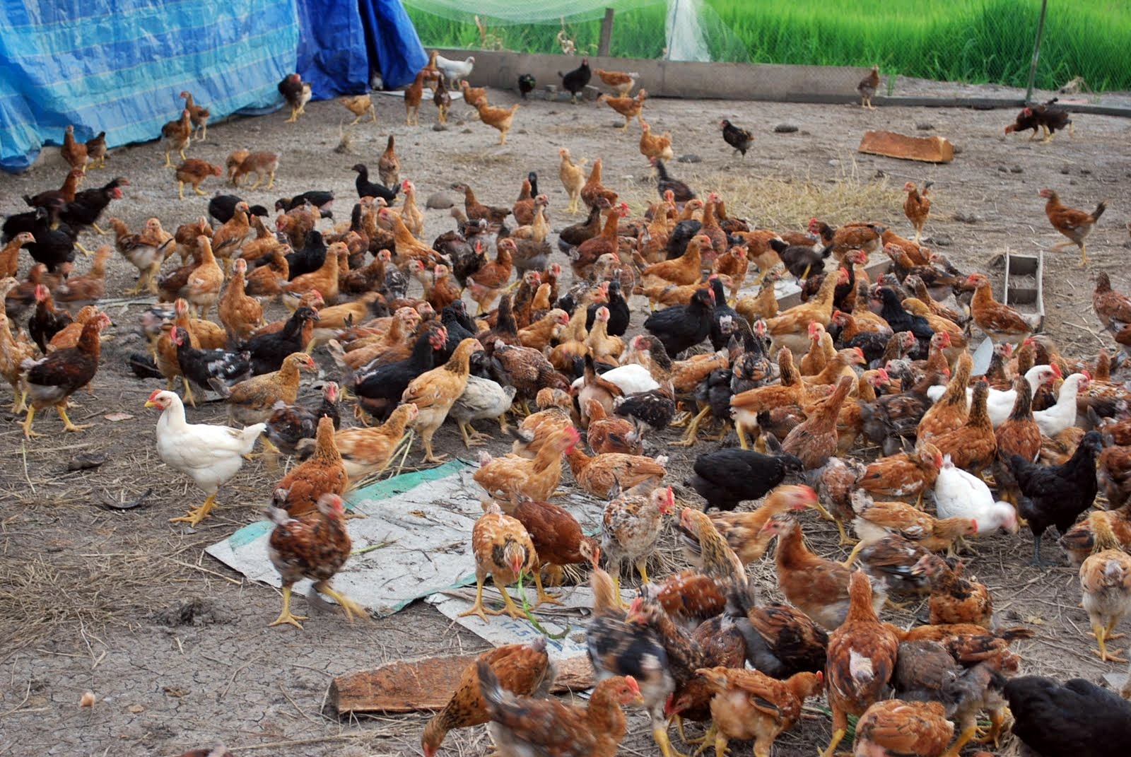 ternak ayam telur organik