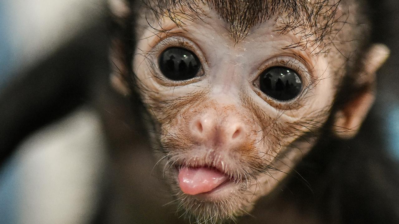 Monyet Beda Spesies Jatuh Cinta dan Kawin Kisah unik dan 