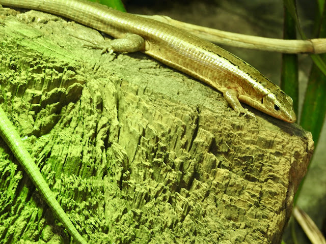 Madagascar Girdled Lizard