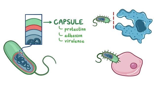 Bacterial Morphology