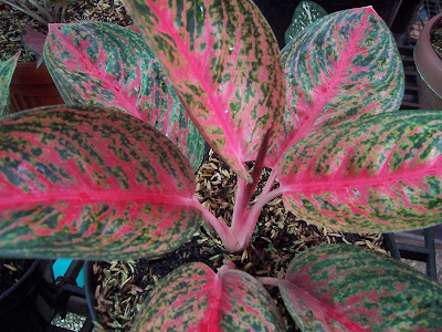 Jessica Golden Orchid and Nursery Aglonema  Widuri 