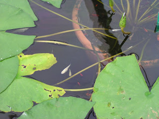 Piscatorial lily pads