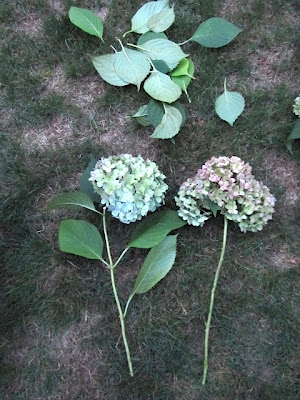 drying hydrangea