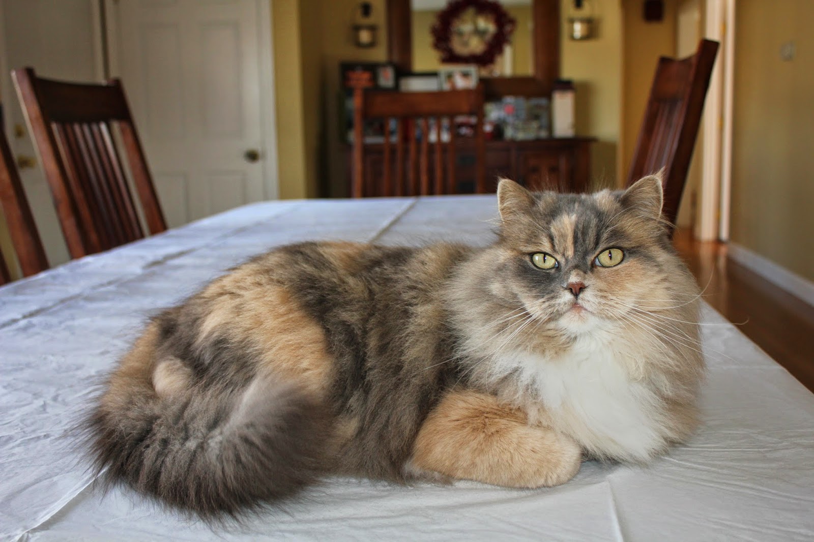 cat lying on the dining room table