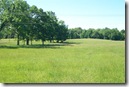 Cattle under trees