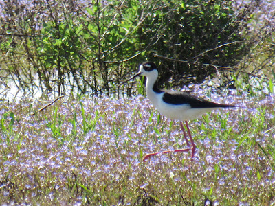 black-necked stilt sacramento national wildlife refuge california superbloom wildflowers birds birding birdwatching