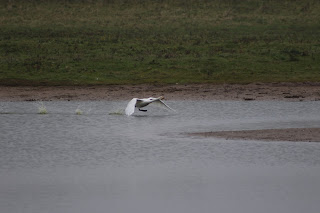 Whooper Swan