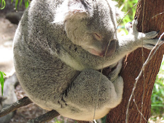 Napping koala