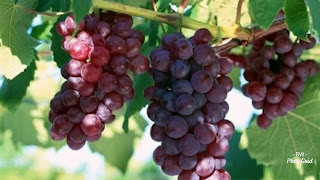 Kebun Anggur Kesukaan Tuhan