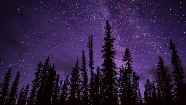 Night, Stars, Trees, Starry Sky