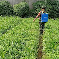 Babinsa Koramil 03/Teluk Pucung Bantu Petani Rawat Kebun Sayur Urban Farming Guna Sukseskan Ketahanan Pangan