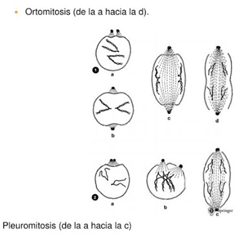 Los dos tipos de mitosis.