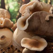 Top Mushroom Company In Uzbekistan| Buy Mushroom Online In Uzbekistan| Mushroom Exporter In Tashkent
