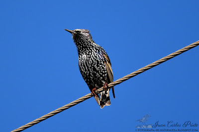 Estornino Pinto - Sturnus Vulgaris (fotografia-de-naturaleza.blogspot.com)