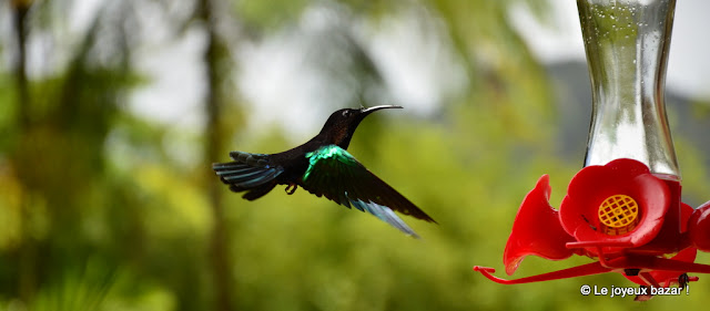 Martinique - jardin de Balata - colibri