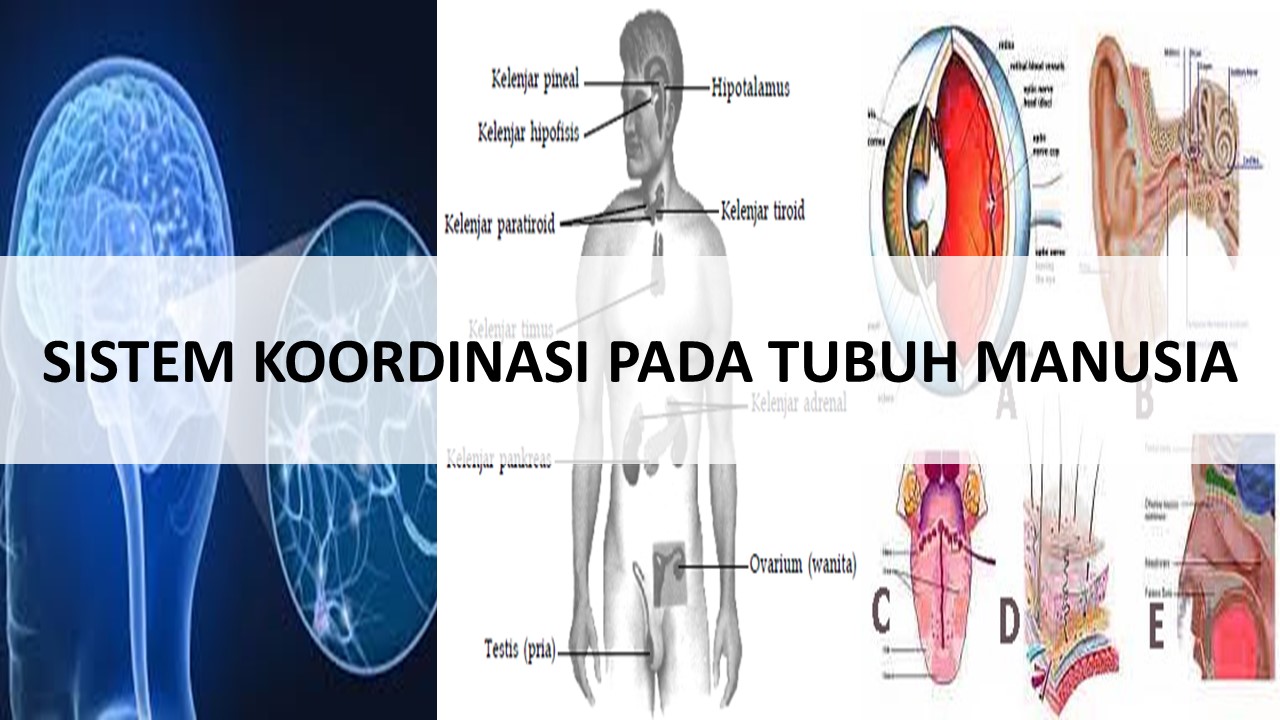  Sistem Koordinasi  pada Tubuh Manusia