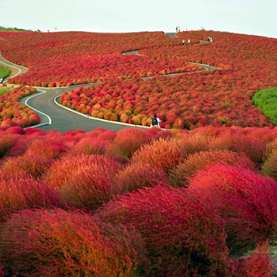 Hitachi Seaside Park