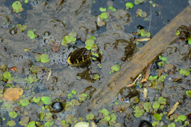 Užovka obojková a černý jazyk.