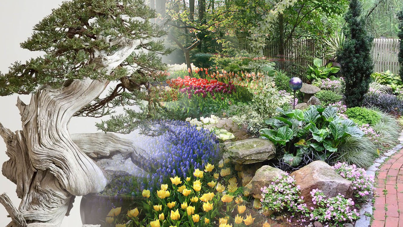 Kombinasi Bonsai Flower Bed Shade Garden Rock  Garden 