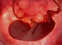 hamileliğin 3.ayında bebek bilgileri