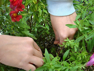 Dragonaria o boca de dragón (Antirrhinum majus f. nana)