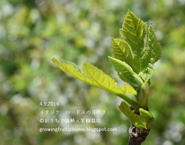 鉢植えのイチジクロードスの芽吹きfig-Rhodos-tree