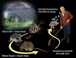 hantavirus - hanta virus not major threat | stylebuzs