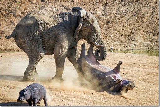 Kuda Nil Bertarung Dengan Gajah (3)
